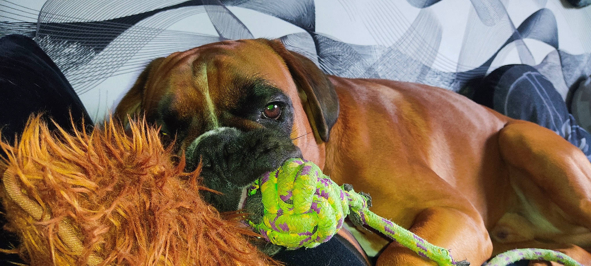 Yoda participe au concours pour gagner de l'argent avec cette photo : ball, biting, boxer, canidae, carnivore, collar, companion_dog, dog, dog_breed, dog_supply, fawn, liver, pet_supply, snout, sporting_group, sports_equipment, tennis_ball, terrestrial_animal, working_animal, wrinkle