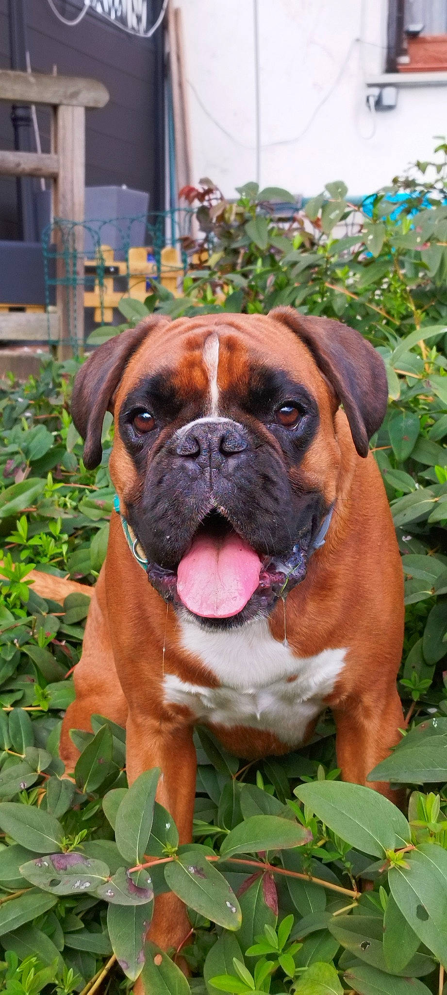 Yoda