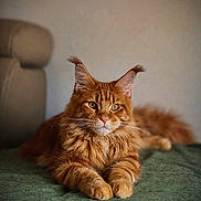 Aslan participe au concours pour gagner de l'argent avec cette photo : cat, ginger_cat, maine_coon, pet, furry, whiskers, paws, green_blanket, couch, indoor, portrait, relaxed, fluffy, tufted_ears, amber_eyes, long_hair, mammal, home, resting, soft_lighting