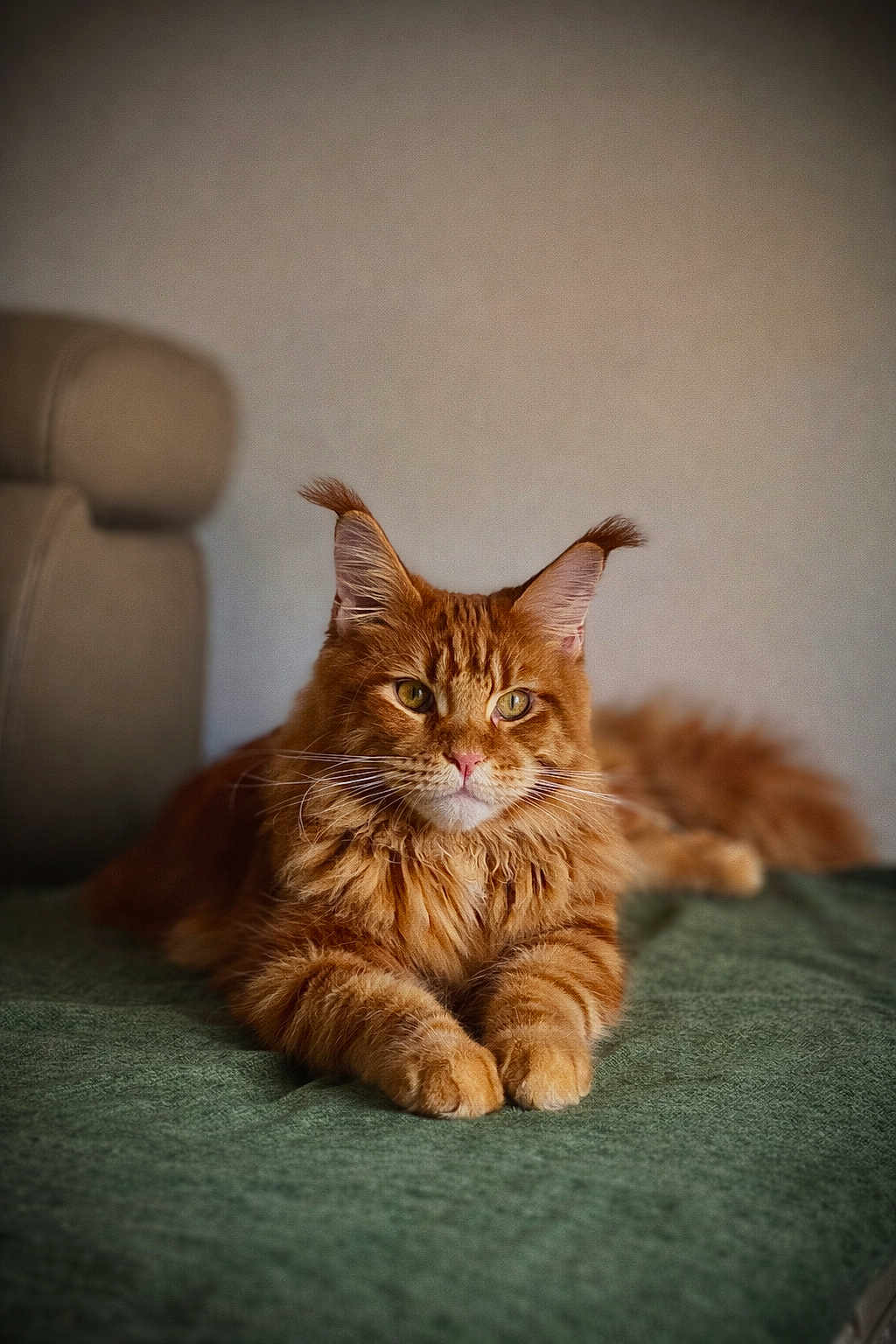 Aslan participe au concours pour gagner de l'argent avec cette photo : cat, ginger_cat, maine_coon, pet, furry, whiskers, paws, green_blanket, couch, indoor, portrait, relaxed, fluffy, tufted_ears, amber_eyes, long_hair, mammal, home, resting, soft_lighting