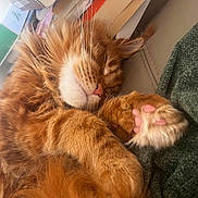 Aslan participe au concours pour gagner de l'argent avec cette photo : books, cat, close_up, couch, cozy, feline, fluffy, fur, ginger_cat, home, indoor, nap, paw, pet, pink_nose, pink_paw_pads, relaxed, sleeping, stack_of_books, whiskers