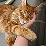 Aslan participe au concours pour gagner de l'argent avec cette photo : arm, cat, close_up, couch, cozy, ear_tufts, fur, ginger_cat, hand, indoor, nap, orange_fur, owner_interaction, paw, pet, portrait, relaxed, sleeping_cat, sofa, whiskers