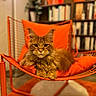 Aslan a rejoint le concours — aidez-le/la à gagner de superbes lots ! books, bookshelf, cat, chair, cozy, cushion, feline, fur, home_interior, indoor, maine_coon, orange_cat, orange_chair, paws, pet, pillow, portrait, rug, shallow_depth_of_field, whiskers