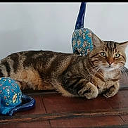 Roméo participe au concours pour gagner de l'argent avec cette photo : cat, tabby_cat, animal, pet, ceramic, figurine, floral_pattern, wooden_surface, indoor, relaxed, laying_down, decor, blue, striped, whiskers, ears, green_eyes, table, feline, household