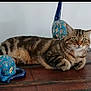 cat, tabby_cat, animal, pet, ceramic, figurine, floral_pattern, wooden_surface, indoor, relaxed, laying_down, decor, blue, striped, whiskers, ears, green_eyes, table, feline, household