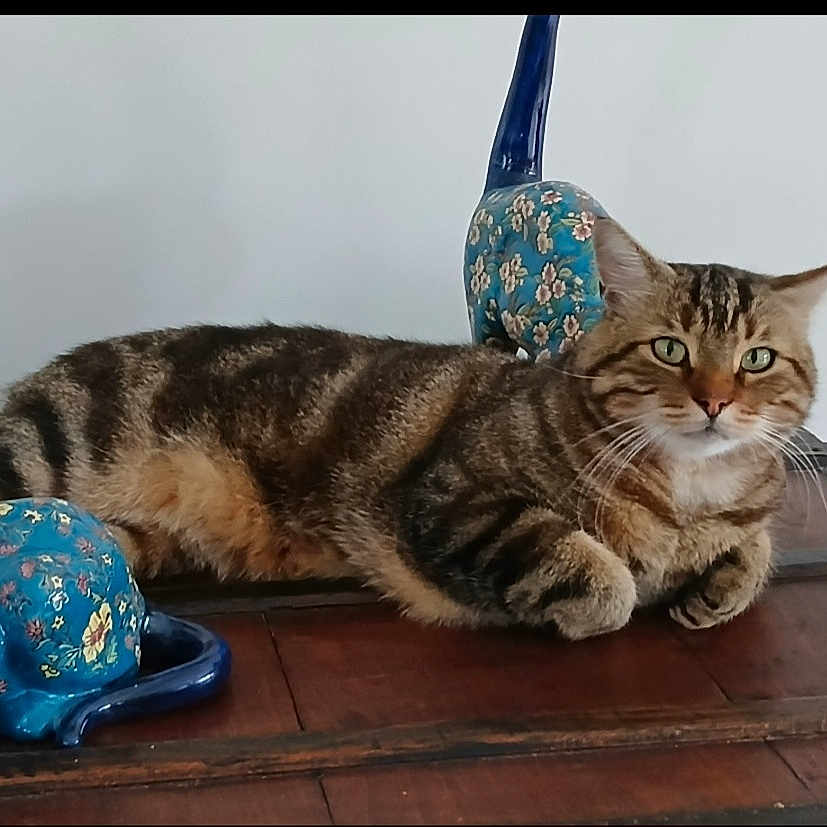 Roméo participe au concours pour gagner de l'argent avec cette photo : animal, blue, cat, ceramic, decor, ears, feline, figurine, floral_pattern, green_eyes, household, indoor, laying_down, pet, relaxed, striped, tabby_cat, table, whiskers, wooden_surface