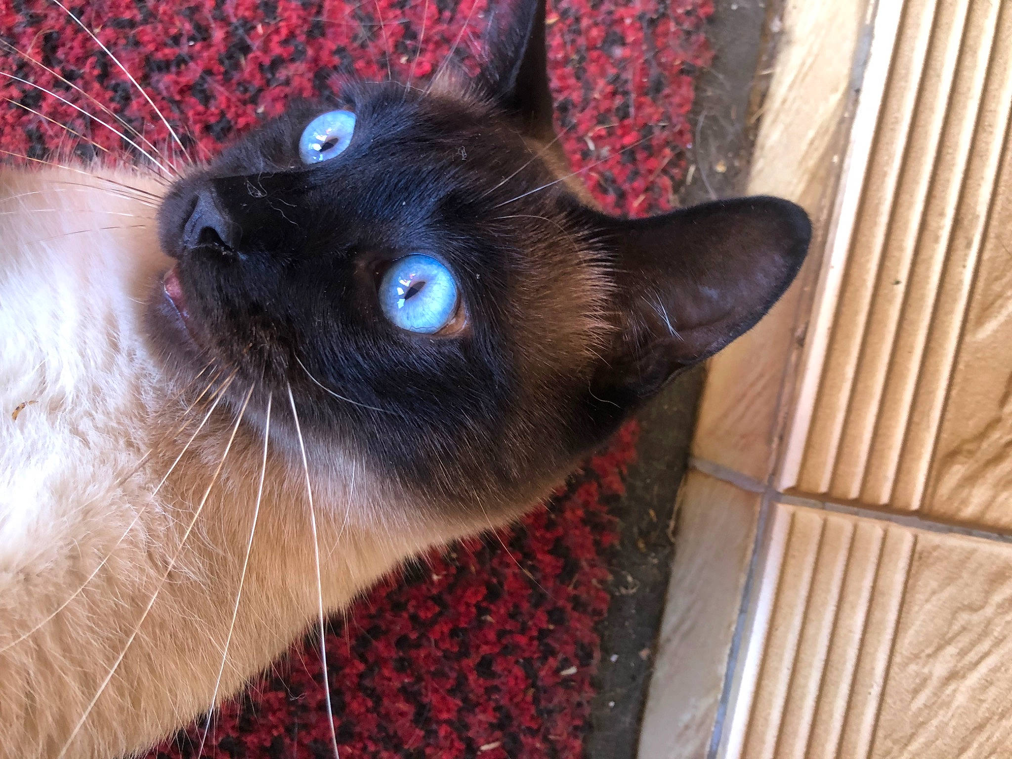 Oggy a rejoint le concours — aidez-le/la à gagner de superbes lots ! balinese, birman, black_cat, carnivore, cat, domestic_short_haired_cat, electric_blue, fawn, felidae, fur, pattern, siamese, small_to_medium_sized_cats, snout, terrestrial_animal, thai, whiskers, wood