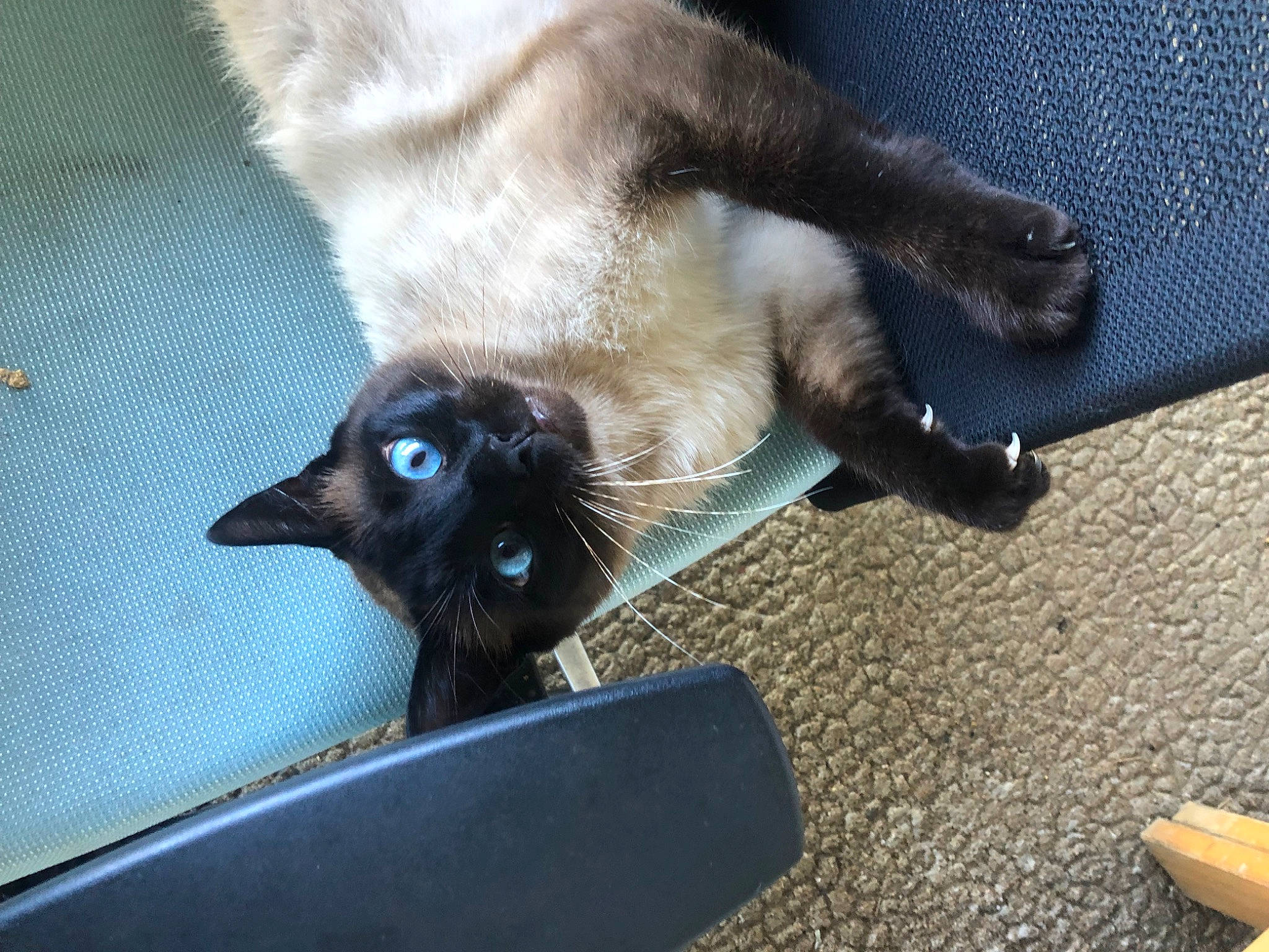 Oggy a rejoint le concours — aidez-le/la à gagner de superbes lots ! balinese, black_cat, bombay, carnivore, cat, claw, comfort, dog_breed, domestic_short_haired_cat, fawn, felidae, flooring, fur, mammal, siamese, small_to_medium_sized_cats, snout, tail, thai, whiskers