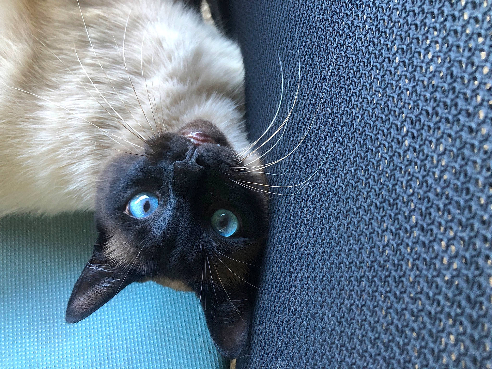 Oggy participe au concours pour gagner de l'argent avec cette photo : black_cat, bombay, carnivore, cat, claw, comfort, domestic_short_haired_cat, electric_blue, felidae, flooring, fur, grey, human_body, paw, small_to_medium_sized_cats, tail, whiskers