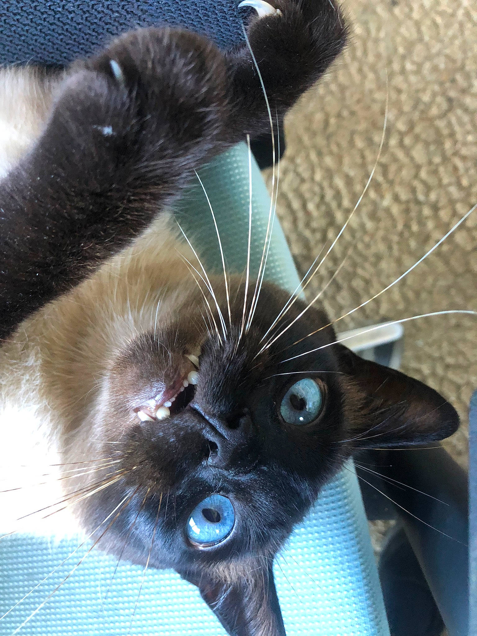 Oggy participe au concours pour gagner de l'argent avec cette photo : arthropod, black_cat, carnivore, cat, claw, close_up, domestic_short_haired_cat, electric_blue, eye, eyelash, felidae, fur, mammal, organism, pollinator, small_to_medium_sized_cats, snout, tail, whiskers, wing