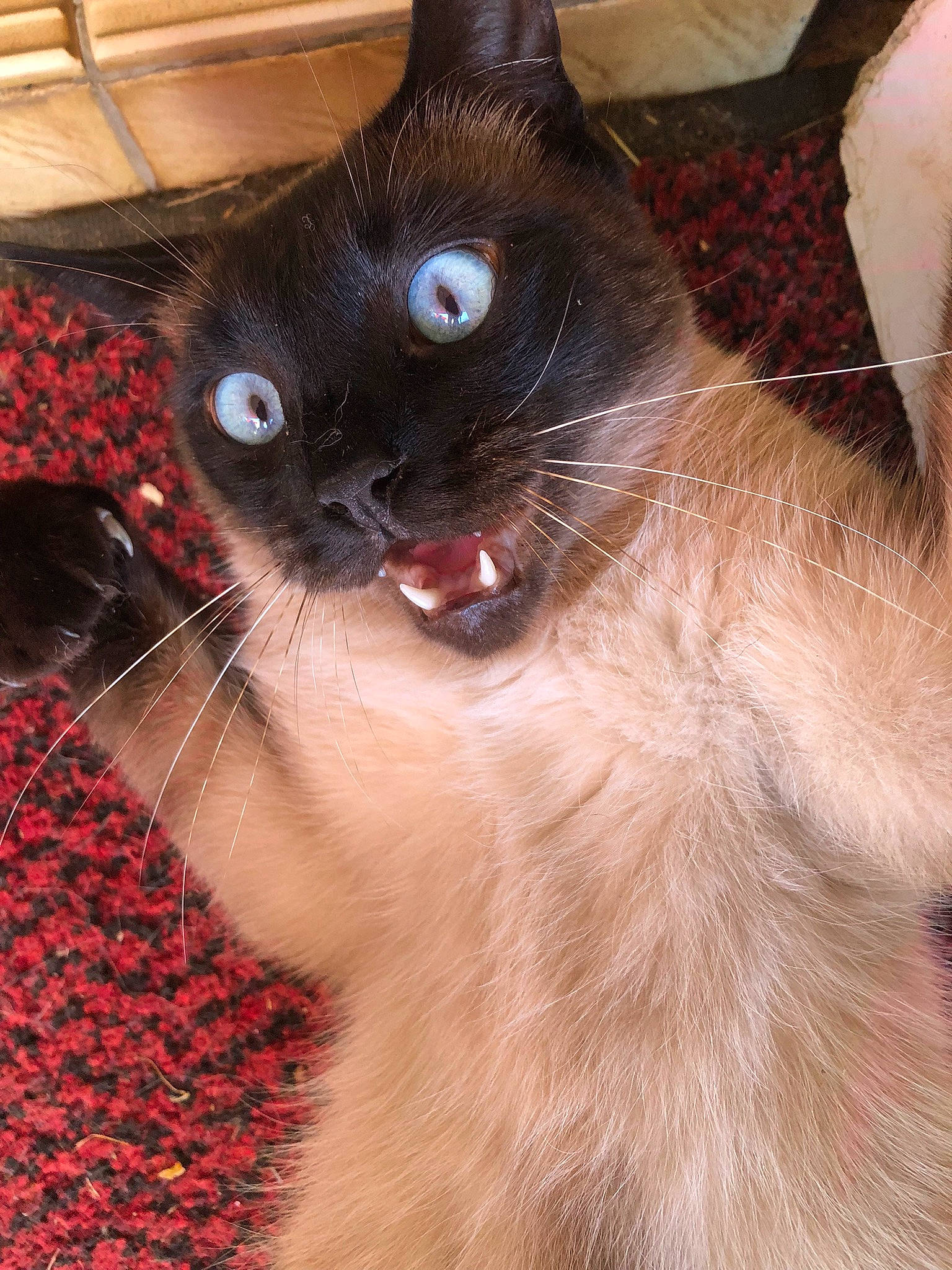 Oggy a rejoint le concours — aidez-le/la à gagner de superbes lots ! balinese, birman, carmine, carnivore, cat, cat_supply, domestic_short_haired_cat, fawn, felidae, fur, pattern, paw, siamese, small_to_medium_sized_cats, snout, tail, terrestrial_animal, thai, whiskers, window