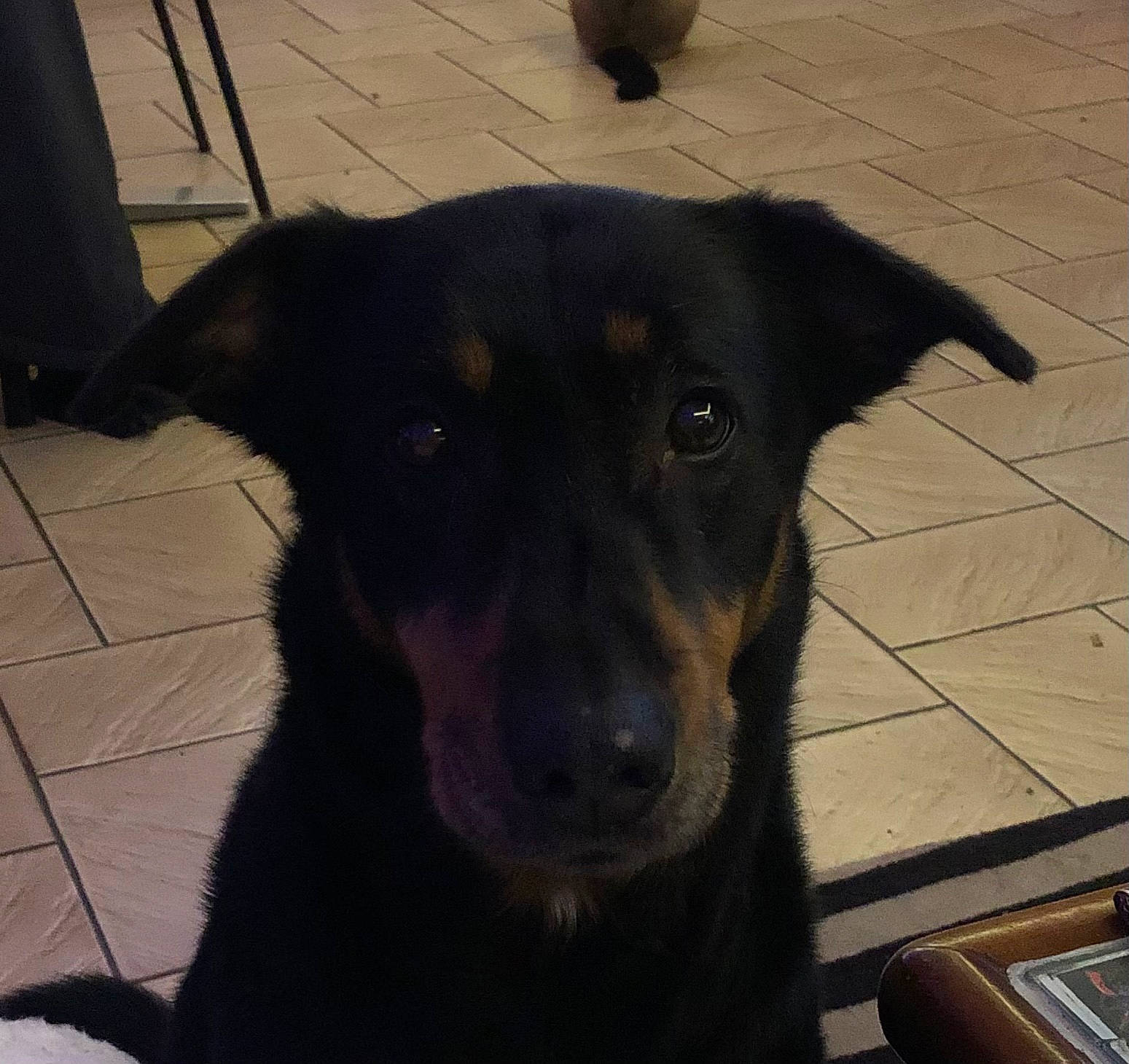 Roxy a rejoint le concours — aidez-le/la à gagner de superbes lots ! borador, canidae, carnivore, collar, companion_dog, computer_keyboard, dog, dog_breed, flooring, fur, guard_dog, pet_supply, puppy, terrestrial_animal, whiskers, working_animal, working_dog