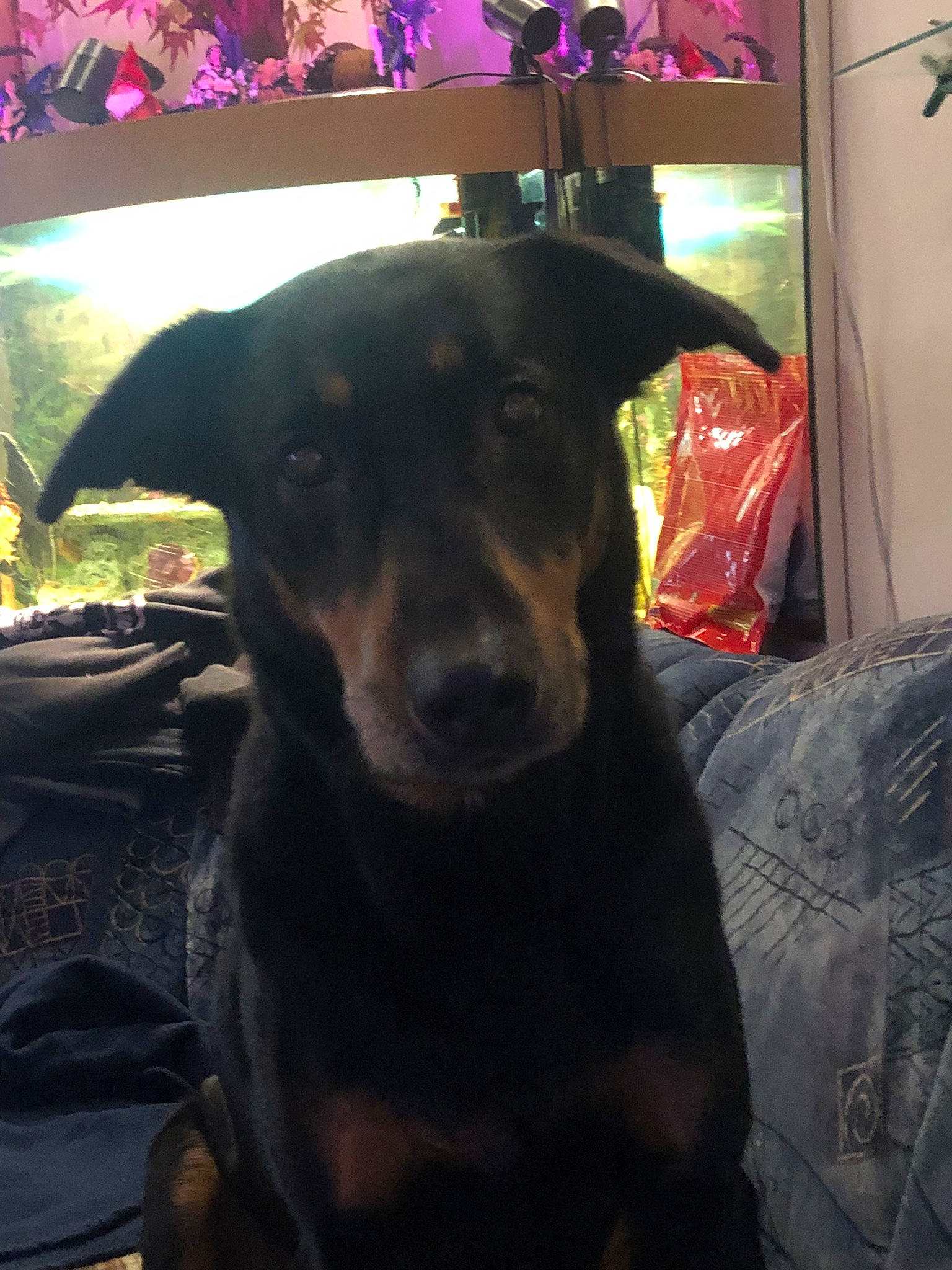 Roxy a rejoint le concours — aidez-le/la à gagner de superbes lots ! borador, canidae, carnivore, comfort, companion_dog, couch, dog, dog_breed, flooring, fur, guard_dog, magenta, plant, snout, sporting_group, whiskers, working_animal, working_dog