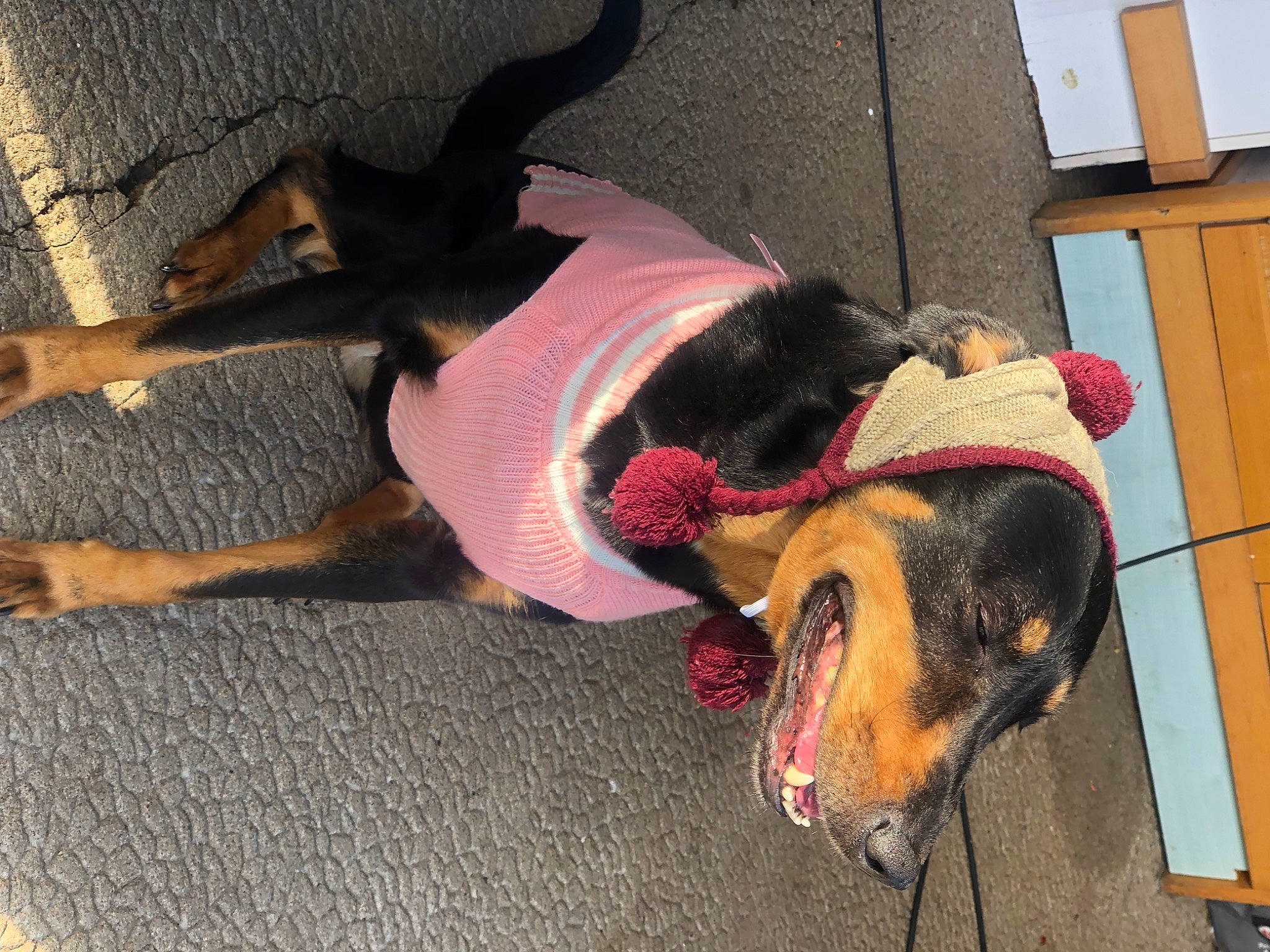 Roxy participe au concours pour gagner de l'argent avec cette photo : canidae, carnivore, collar, companion_dog, dog, dog_breed, dog_clothes, dog_supply, fashion_accessory, fawn, flooring, fun, fur, leash, pet_supply, road_surface, snout, sporting_group, tail, working_animal