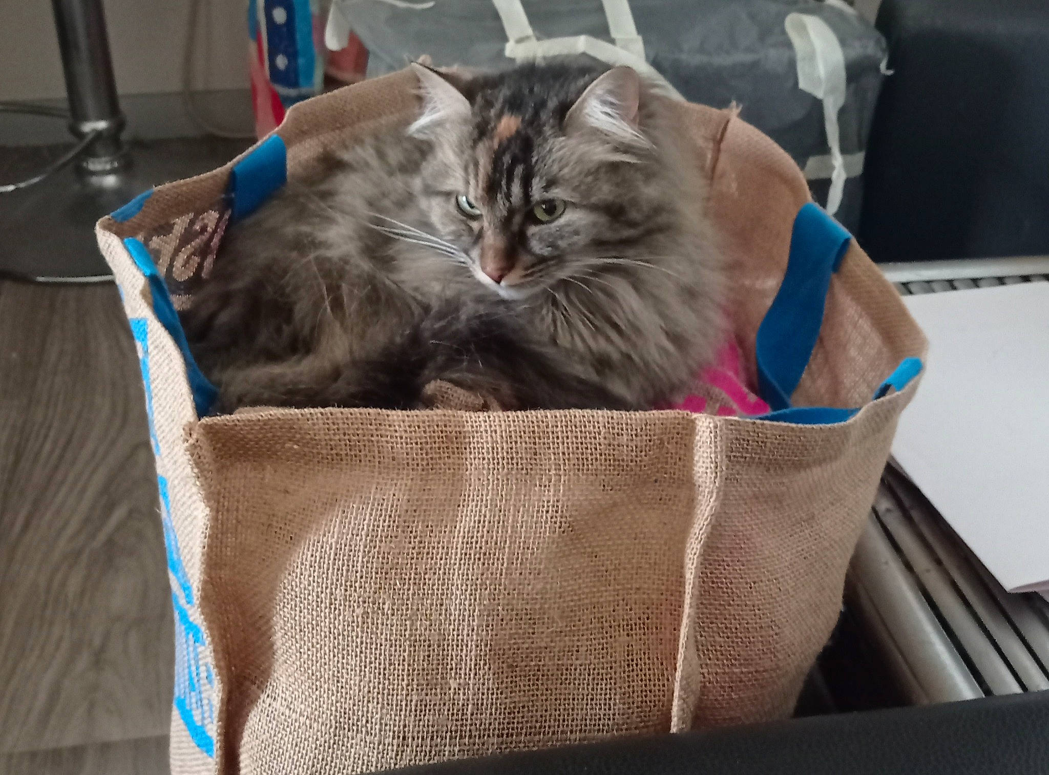 Ondine a rejoint le concours — aidez-le/la à gagner de superbes lots ! bag, basket, box, cardboard, carnivore, cat, cat_supply, comfort, domestic_short_haired_cat, fawn, felidae, fur, luggage_and_bags, maine_coon, persian, shipping_box, small_to_medium_sized_cats, snout, storage_basket, whiskers