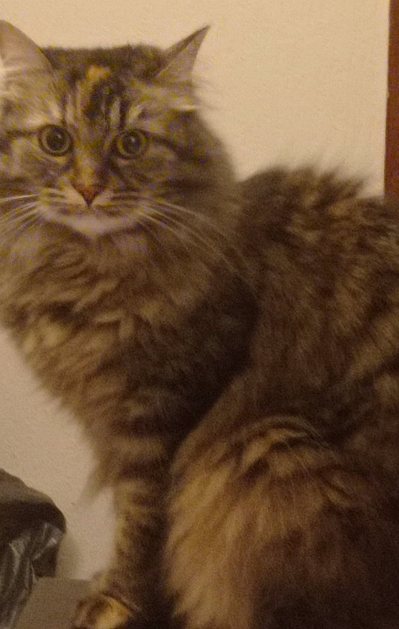 Ondine a rejoint le concours — aidez-le/la à gagner de superbes lots ! box, british_longhair, carnivore, cat, claw, domestic_short_haired_cat, felidae, fur, maine_coon, norwegian_forest_cat, paw, siberian, small_to_medium_sized_cats, snout, tail, terrestrial_animal, whiskers