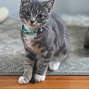 Bellamy joined the competition — help win amazing prizes! bell, cat, curious, cute, domestic_cat, ears, gray_tabby, green_collar, hardwood_floor, indoor, kitten, paws, pet, pet_accessory, portrait, rug, shallow_depth_of_field, sitting, tabby, whiskers