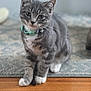 bell, cat, curious, cute, domestic_cat, ears, gray_tabby, green_collar, hardwood_floor, indoor, kitten, paws, pet, pet_accessory, portrait, rug, shallow_depth_of_field, sitting, tabby, whiskers