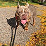 Sunny joined the competition — help win amazing prizes! dog, bulldog, leash, sidewalk, autumn, leaves, outdoor, sunny, greenery, pet, walking, animal, cute, happy, tongue_out, nature, daytime, closeup, portrait, canine