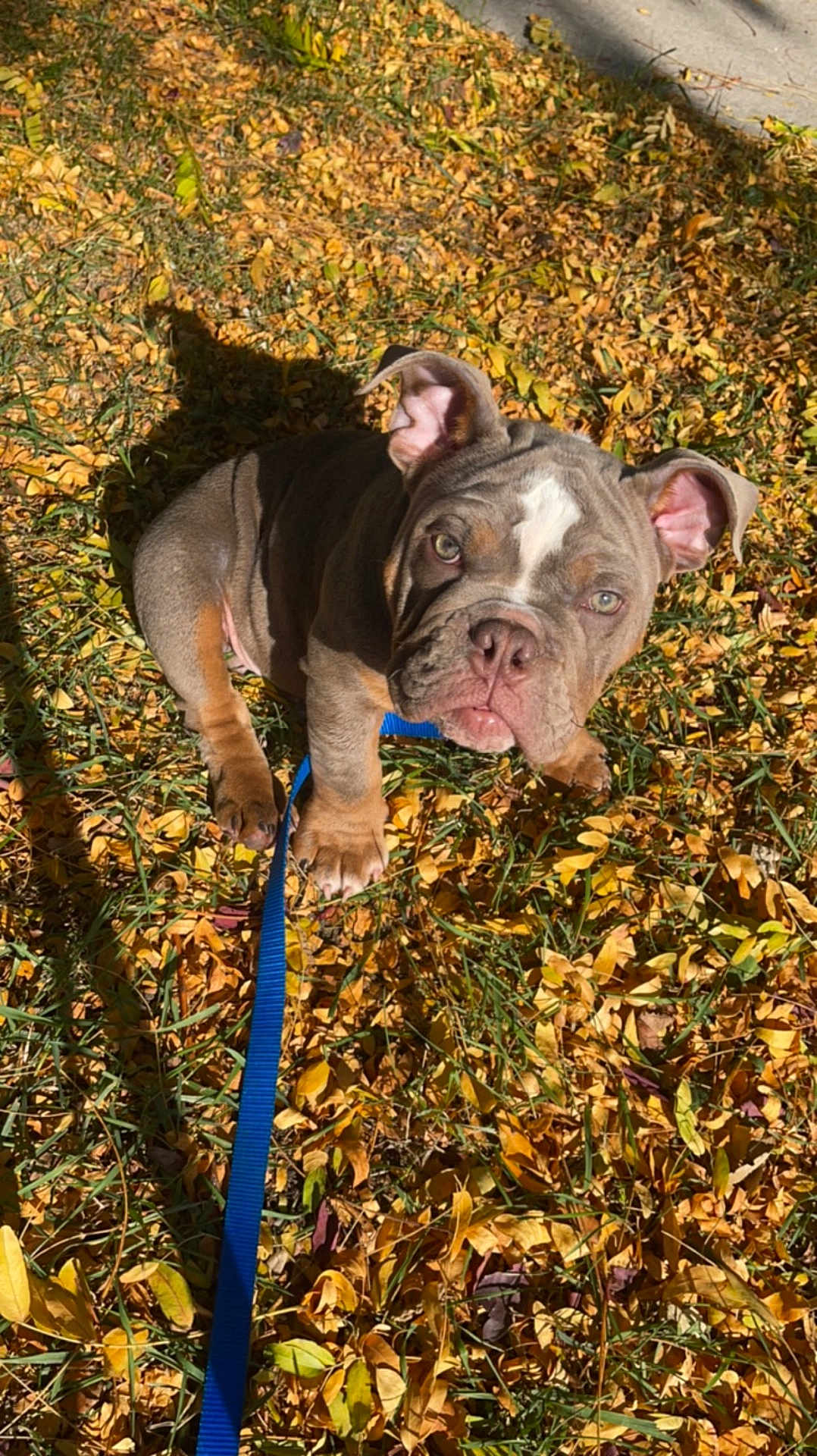 Sunny is registered to the contest to win money with this photo: dog, bulldog, puppy, leash, outdoor, grass, fallen_leaves, autumn, sunlight, pet, cute, animal, mammal, looking_up, ears, snout, sitting, young, nature, daylight