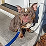 Sunny joined the competition — help win amazing prizes! dog, bulldog, leash, concrete, step, door, house, outdoor, sunlight, shadow, animal, pet, ears, snout, paws, fur, leash_clip, sidewalk, grass, dry_leaves
