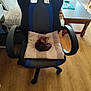 kitten, chair, cushion, wooden_floor, living_room, pet, furniture, small_cat, cozy, indoor, striped_cushion, black_chair, blue_chair, tail, wooden_table, blanket, home, relaxing, sleeping_cat, cute