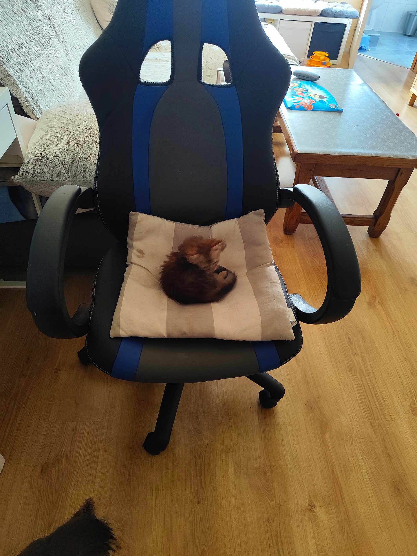 Appolon participe au concours pour gagner de l'argent avec cette photo : kitten, chair, cushion, wooden_floor, living_room, pet, furniture, small_cat, cozy, indoor, striped_cushion, black_chair, blue_chair, tail, wooden_table, blanket, home, relaxing, sleeping_cat, cute