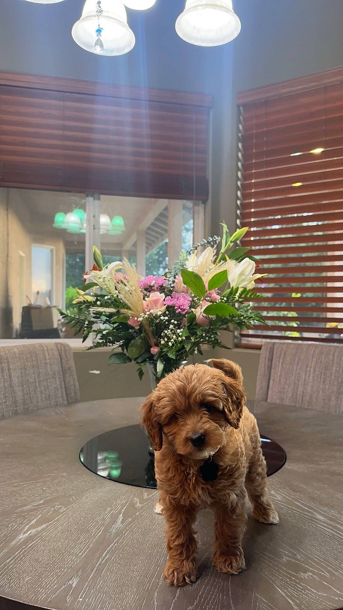 Cody joined the competition — help win amazing prizes! building, carnivore, chair, companion_dog, couch, dog, dog_breed, fawn, floor, flooring, flower, hardwood, plant, terrier, tints_and_shades, toy_dog, water_dog, window, window_blind, wood