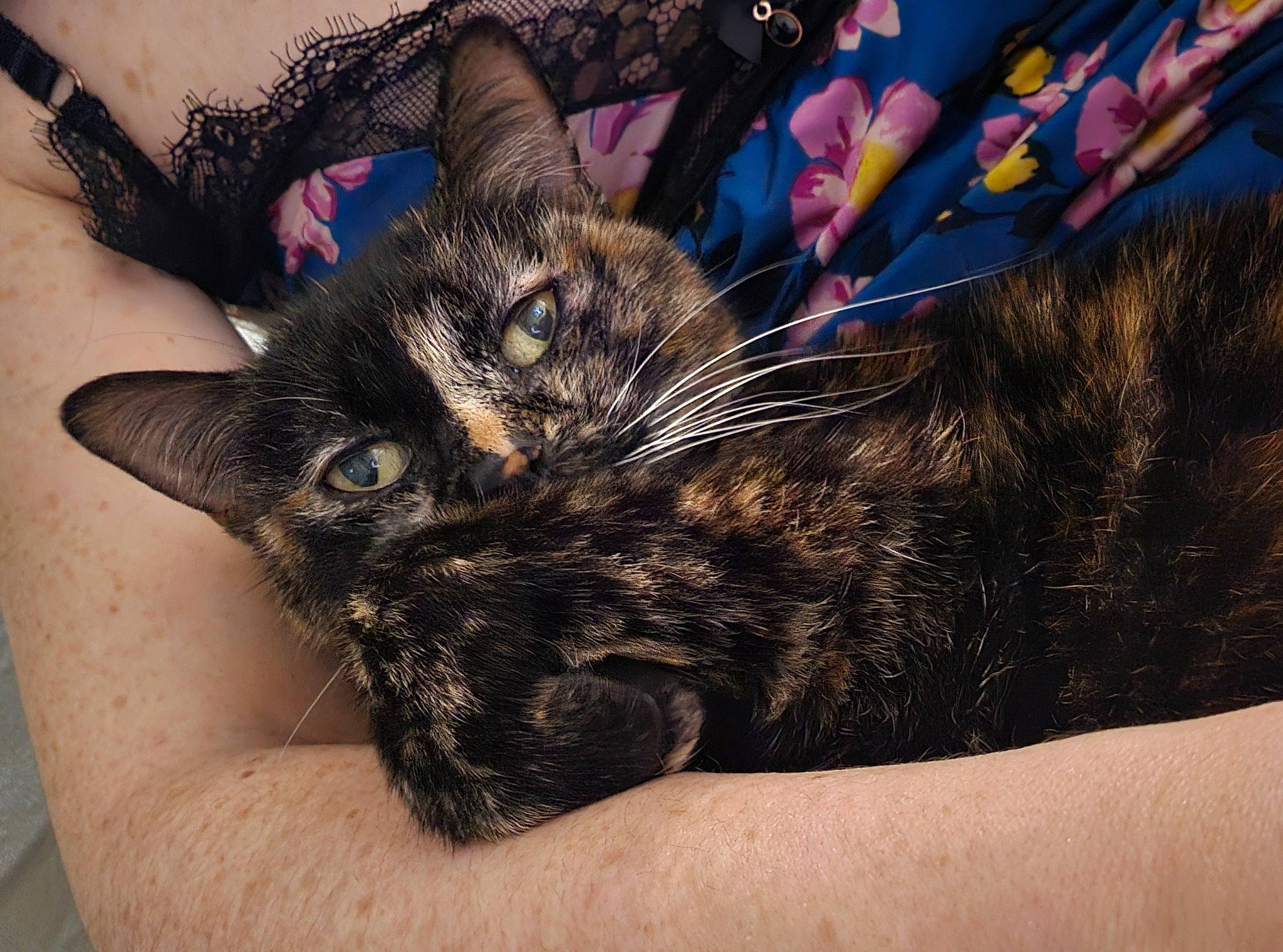 Naamah a rejoint le concours — aidez-le/la à gagner de superbes lots ! carnivore, cat, claw, comfort, domestic_short_haired_cat, ear, felidae, fur, grass, paw, small_to_medium_sized_cats, snout, whiskers