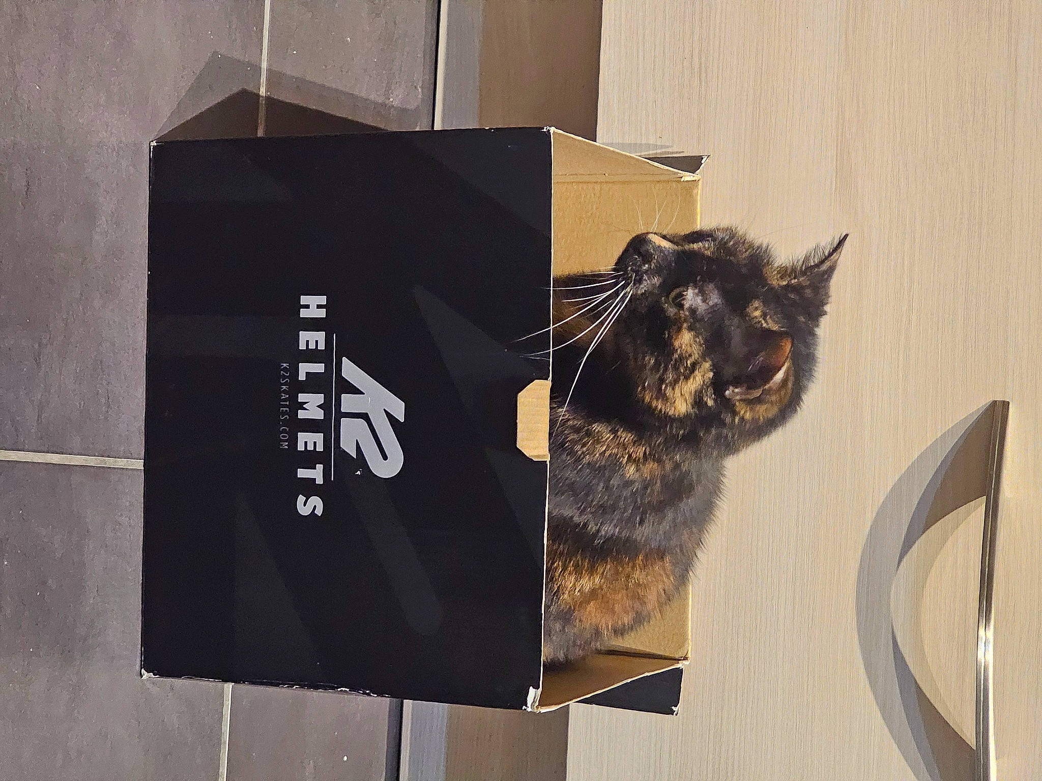 Naamah a rejoint le concours — aidez-le/la à gagner de superbes lots ! box, cardboard, carnivore, carton, cat, domestic_short_haired_cat, eyewear, felidae, font, fur, packaging_and_labeling, paper, paper_bag, paper_product, pet_supply, shipping_box, small_to_medium_sized_cats, tail, visual_arts, whiskers