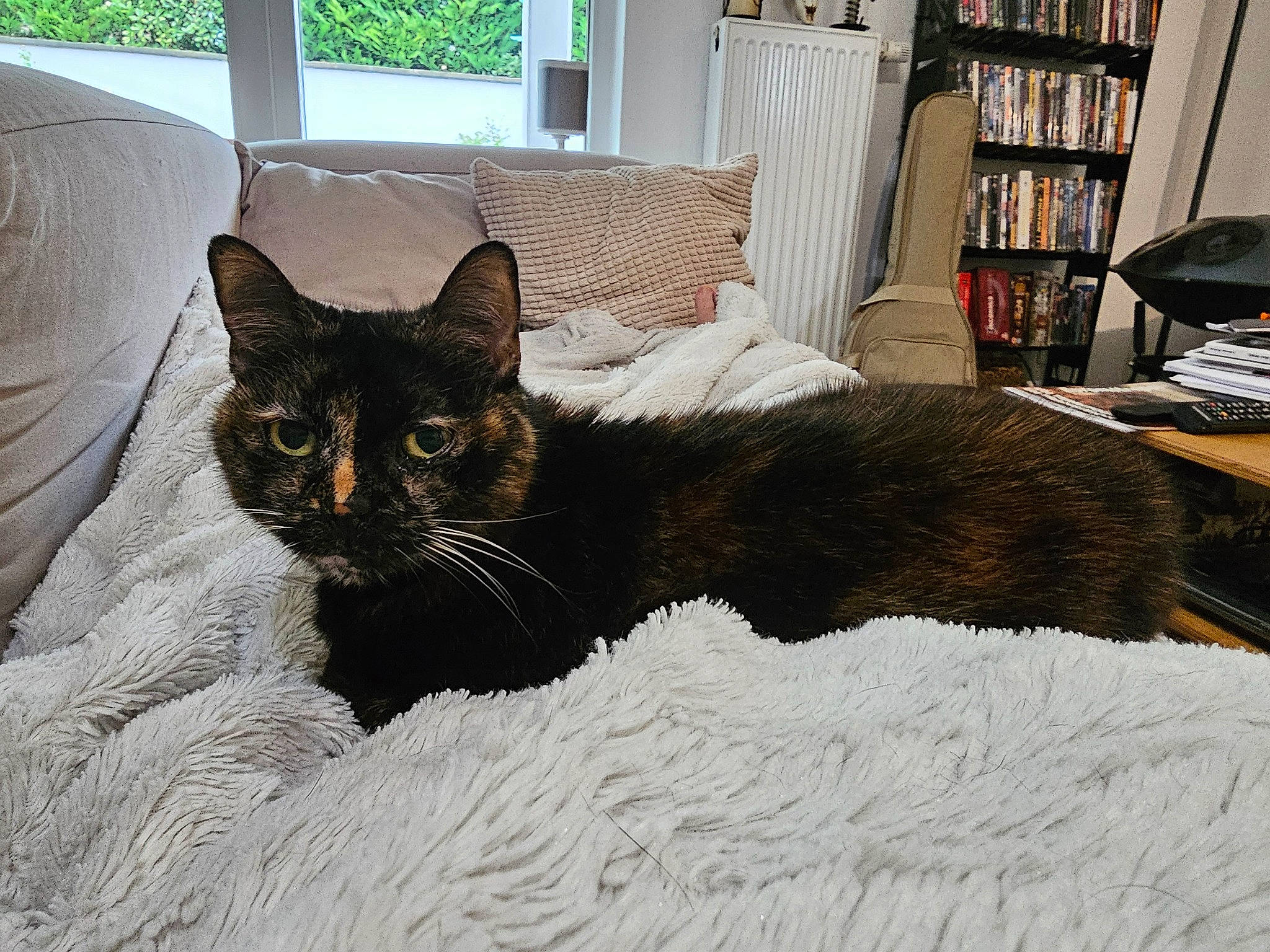 Naamah participe au concours pour gagner de l'argent avec cette photo : bed, bookcase, carnivore, cat, cat_supply, comfort, domestic_short_haired_cat, felidae, flooring, grey, interior_design, linens, room, shelf, shelving, small_to_medium_sized_cats, snout, tail, whiskers, window