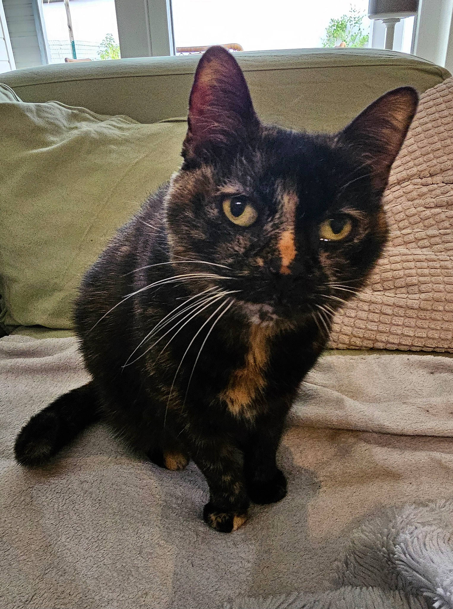 Naamah participe au concours pour gagner de l'argent avec cette photo : black_cat, bombay, carnivore, cat, claw, comfort, domestic_short_haired_cat, felidae, flooring, fur, havana_brown, paw, small_to_medium_sized_cats, tail, terrestrial_animal, whiskers, window