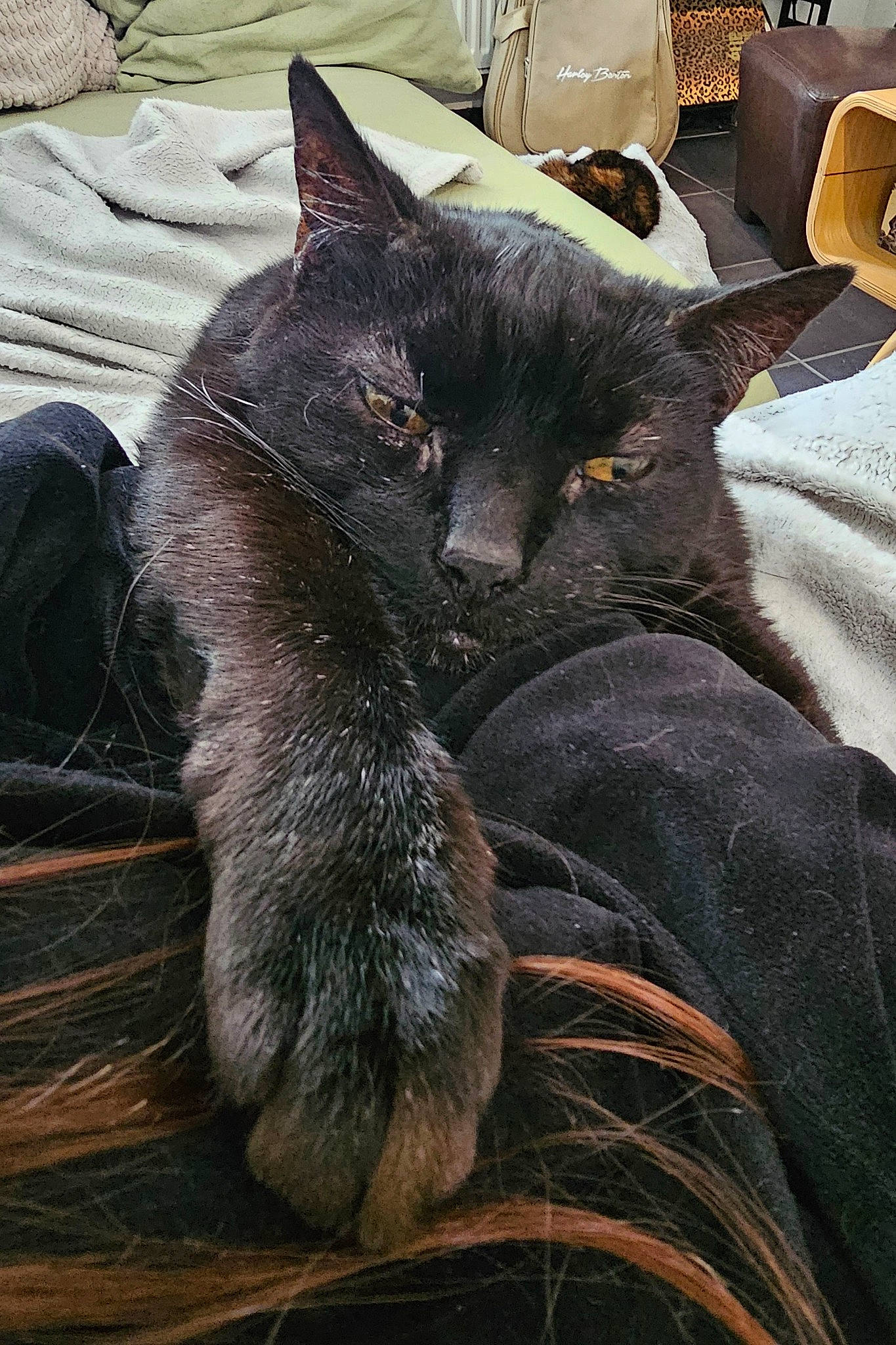 Azazel a rejoint le concours — aidez-le/la à gagner de superbes lots ! black_cat, bombay, carnivore, cat, chartreux, claw, comfort, domestic_short_haired_cat, felidae, fur, grey, korat, nap, paw, small_to_medium_sized_cats, snout, tail, terrestrial_animal, whiskers