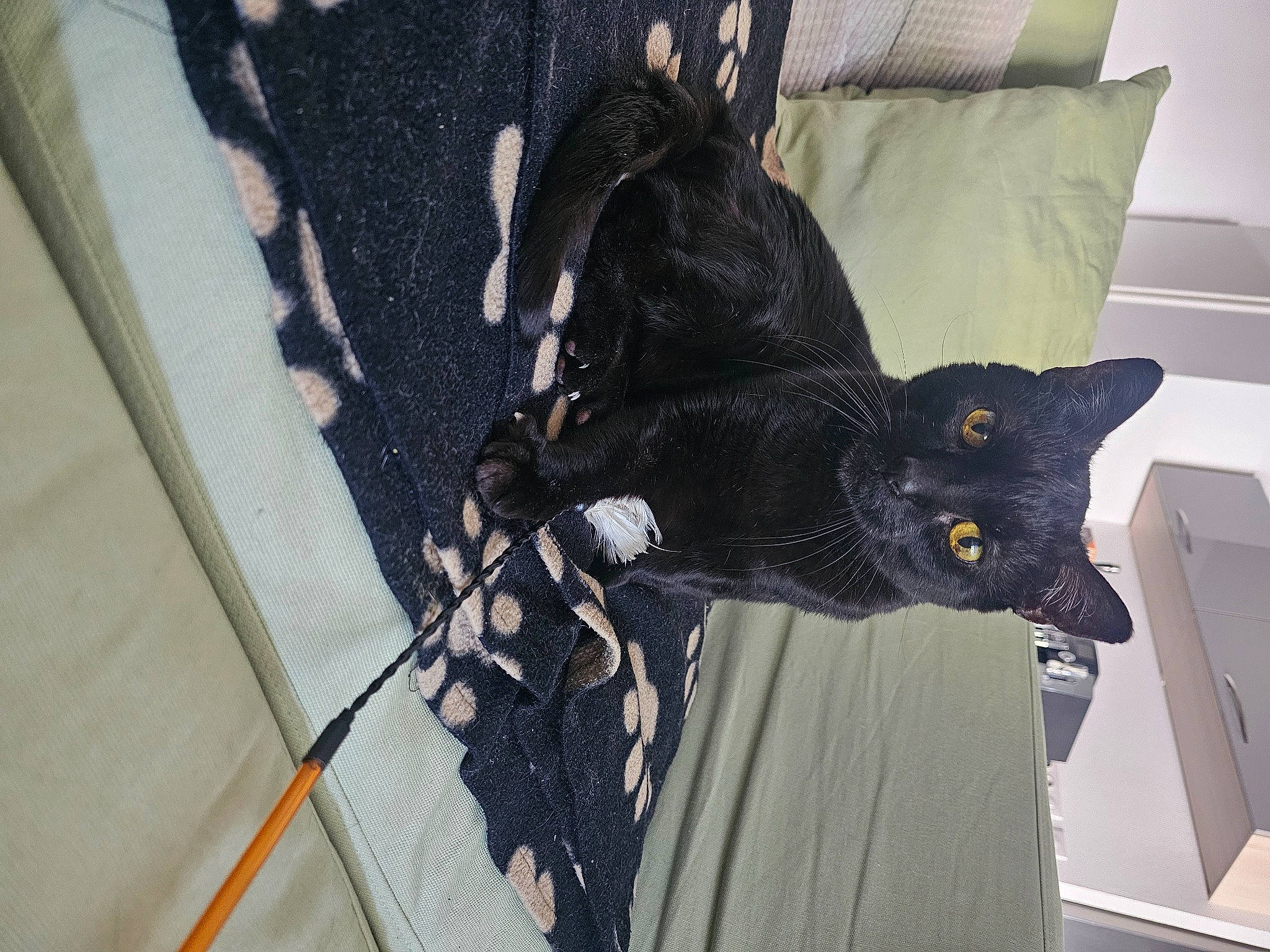 Azazel participe au concours pour gagner de l'argent avec cette photo : black_cat, bombay, carnivore, cat, claw, comfort, couch, dog_breed, domestic_short_haired_cat, felidae, fur, grey, linens, small_to_medium_sized_cats, snout, tail, whiskers