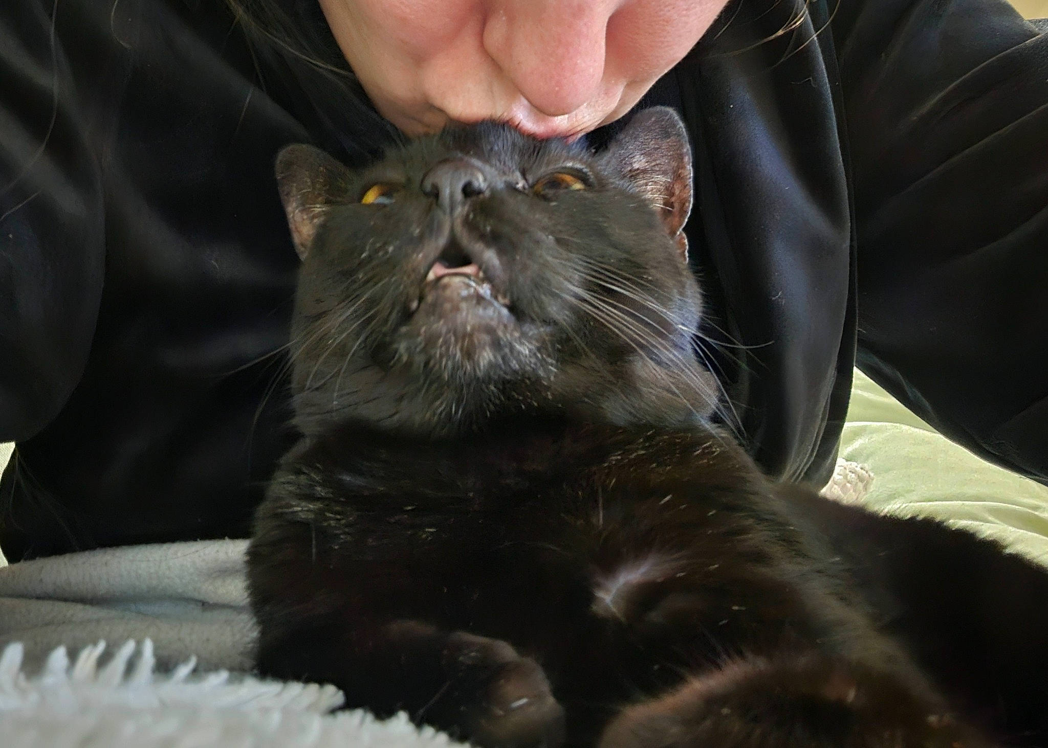 Azazel participe au concours pour gagner de l'argent avec cette photo : black_cat, bombay, carnivore, cat, claw, comfort, domestic_short_haired_cat, ear, felidae, foot, fur, paw, sitting, small_to_medium_sized_cats, snout, terrestrial_animal, whiskers