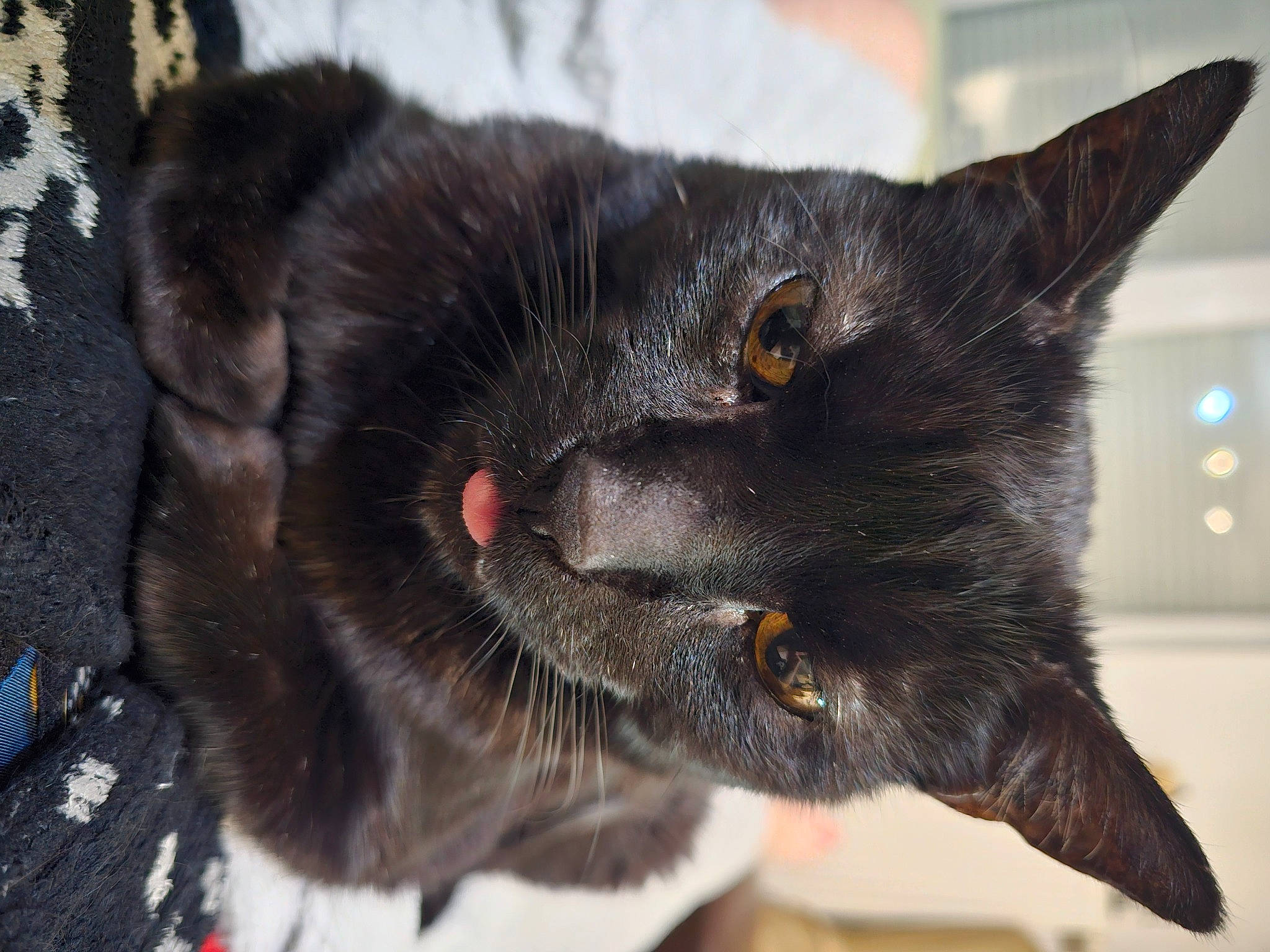 Azazel participe au concours pour gagner de l'argent avec cette photo : black_cat, bombay, carnivore, cat, claw, collar, dog_breed, domestic_short_haired_cat, felidae, fur, paw, small_to_medium_sized_cats, snout, tail, terrestrial_animal, whiskers