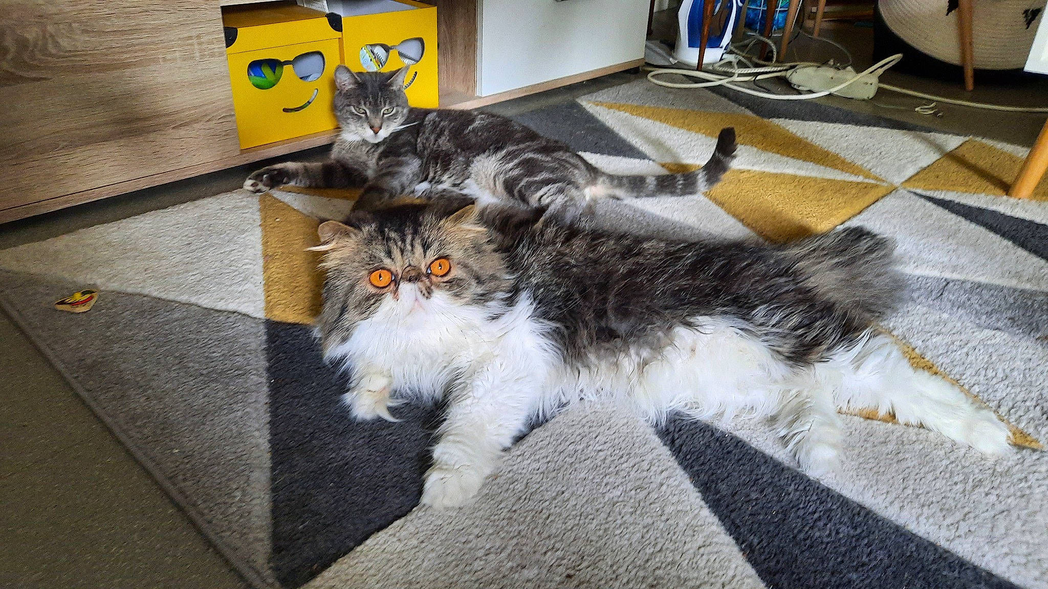 Ramses participe au concours pour gagner de l'argent avec cette photo : carnivore, cat, claw, domestic_short_haired_cat, felidae, flooring, fur, grey, paw, road_surface, small_to_medium_sized_cats, tail, whiskers, window