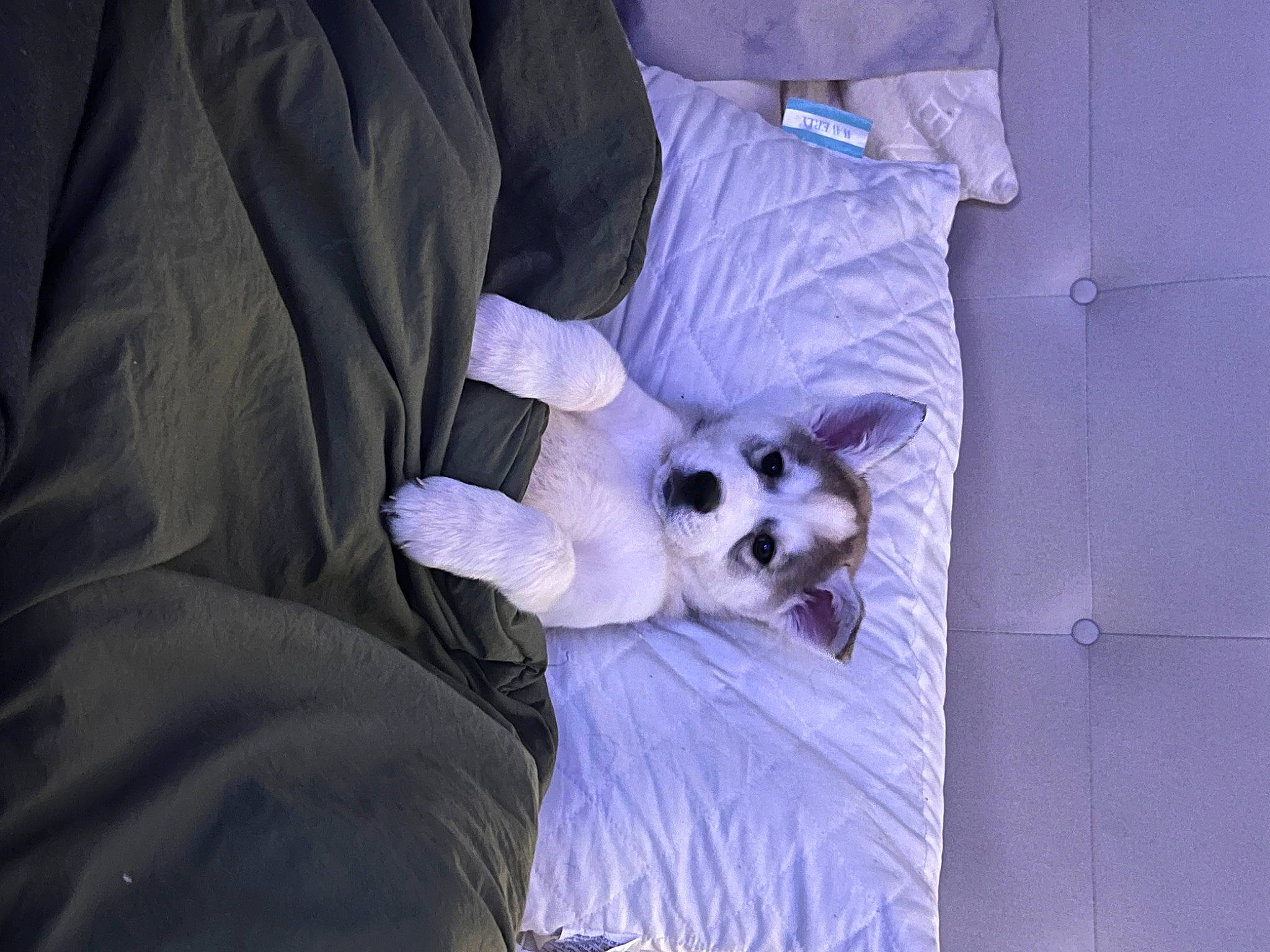 Luca is registered to the contest to win money with this photo: carnivore, comfort, companion_dog, couch, dog, dog_breed, dog_supply, fawn, felidae, linens, pillow, purple, sleeve, small_to_medium_sized_cats, sporting_group, stuffed_toy, textile, toy, toy_dog, whiskers