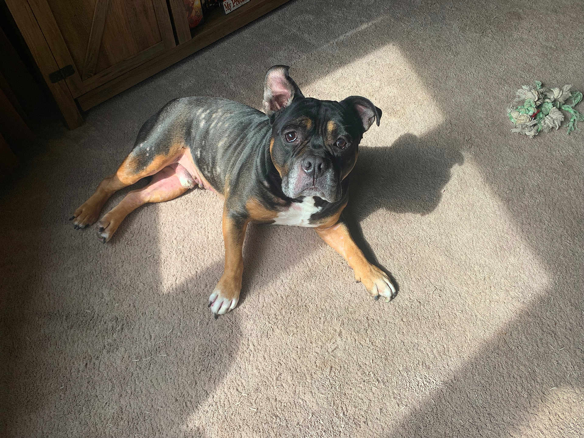 Jax is registered to the contest to win money with this photo: dog, pet, indoor, carpet, sunlight, shadow, rope_toy, toy, paws, ears, eyes, portrait, laying, brown_coat, black_coat, white_marking, wooden_furniture, cabinet, home, relaxed
