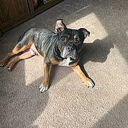 Jax is registered to the contest to win money with this photo: dog, pet, indoor, carpet, sunlight, shadow, rope_toy, toy, paws, ears, eyes, portrait, laying, brown_coat, black_coat, white_marking, wooden_furniture, cabinet, home, relaxed