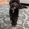 Luna joined the competition — help win amazing prizes! brown_dog, collar, crossed_paws, curly_fur, cute, dog, dog_tags, fluffy, front_paws, hardwood_floor, indoors, living_room, looking_at_camera, lying_down, patterned_rug, pet, portrait, puppy, rug, sofa