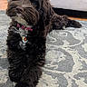 Luna joined the competition — help win amazing prizes! adorable, bow_tie, brown_fur, camera_gaze, carpet, close_up, collar, dog, dog_tag, floor, fluffy, home, indoor, long_hair, lying_down, pet, portrait, puppy, relaxed, rug