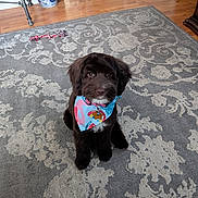 Luna joined the competition — help win amazing prizes! baby_gate, bandana, camera_facing, chew_toy, chocolate_brown, collar, cute, dog, fluffy, hardwood_floor, home, indoors, living_room, patterned_rug, pet, portrait, puppy, rug, sitting, vase