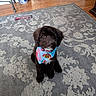 baby_gate, bandana, camera_facing, chew_toy, chocolate_brown, collar, cute, dog, fluffy, hardwood_floor, home, indoors, living_room, patterned_rug, pet, portrait, puppy, rug, sitting, vase