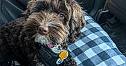 Luna is registered to the contest to win money with this photo: blanket, brown_fur, car, car_interior, checkered_pattern, close_up, collar, curly_fur, cute, dog, fluffy, harness, indoors, leash, pet, portrait, puppy, seat, sitting, tag