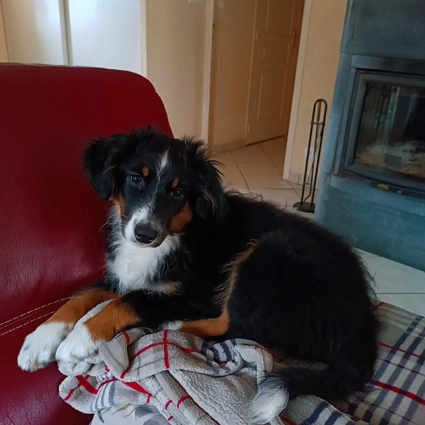 Maya a rejoint le concours — aidez-le/la à gagner de superbes lots ! black_fur, blanket, brown_fur, cozy, curious, cute, dog, domestic, fireplace, fur, head_tilt, indoor, lying_down, pet, puppy, red_chair, relaxed, tile_floor, white_fur, young_dog