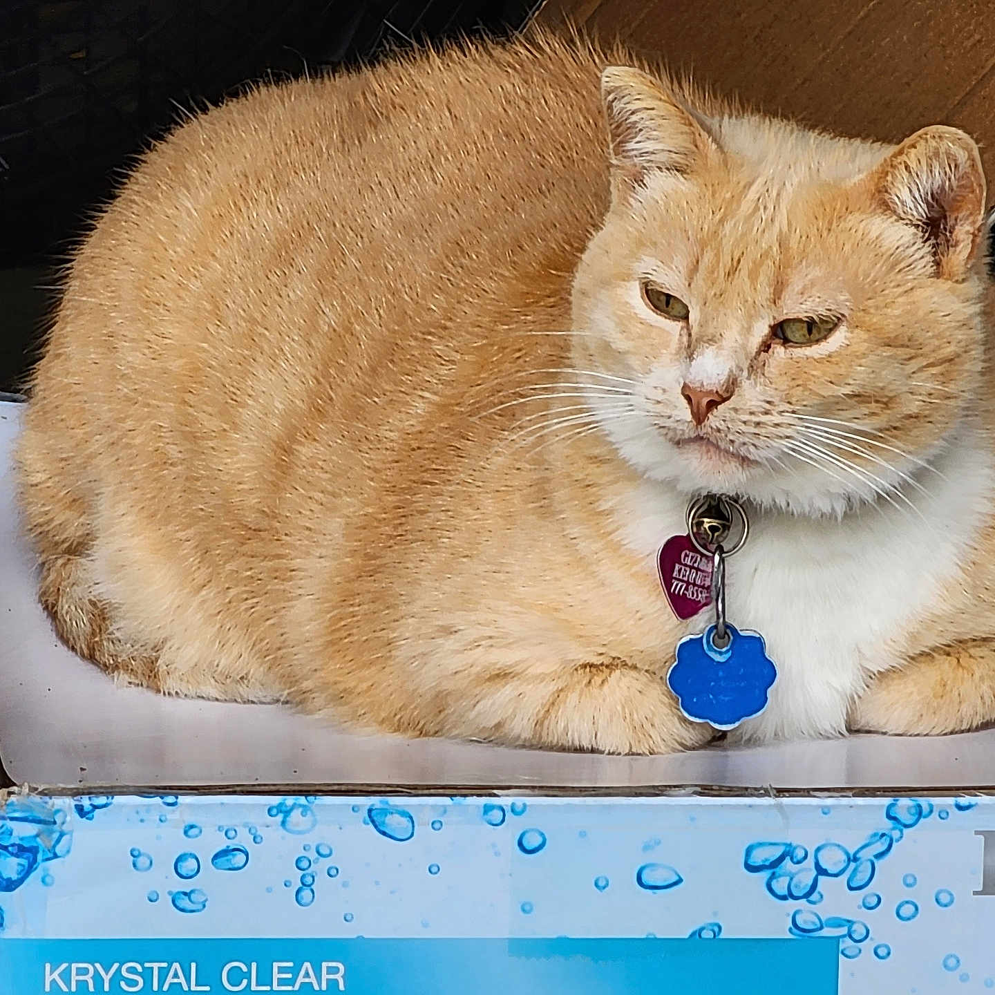 Baby is registered to the contest to win money with this photo: abyssinian, accessories, animal, box, cardboard, carton, cat, computer, electronics, hardwood, indoors, jewelry, kitten, laptop, manx, necklace, pc, person, pet, wood