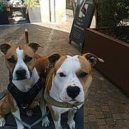 Iron a rejoint le concours — aidez-le/la à gagner de superbes lots ! dog, bench, leash, urban, cobblestone, sunlight, street, pet, animal, brown, white, canine, outdoor, side_by_side, curious, alert, person, background, shop, plant