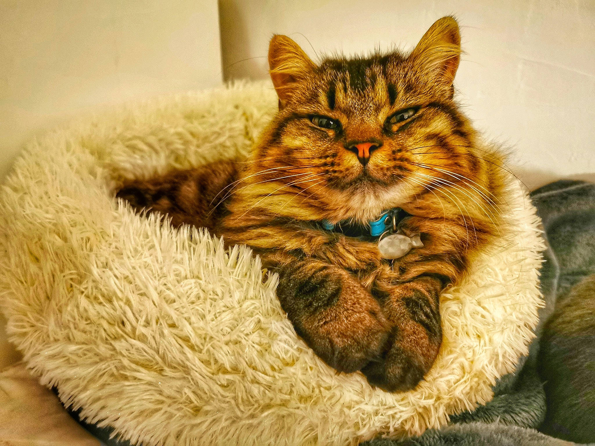 Bébé participe au concours pour gagner de l'argent avec cette photo : box, carnivore, cat, cat_supply, claw, domestic_short_haired_cat, fawn, felidae, fur, maine_coon, paw, small_to_medium_sized_cats, tail, terrestrial_animal, whiskers, wildlife, window