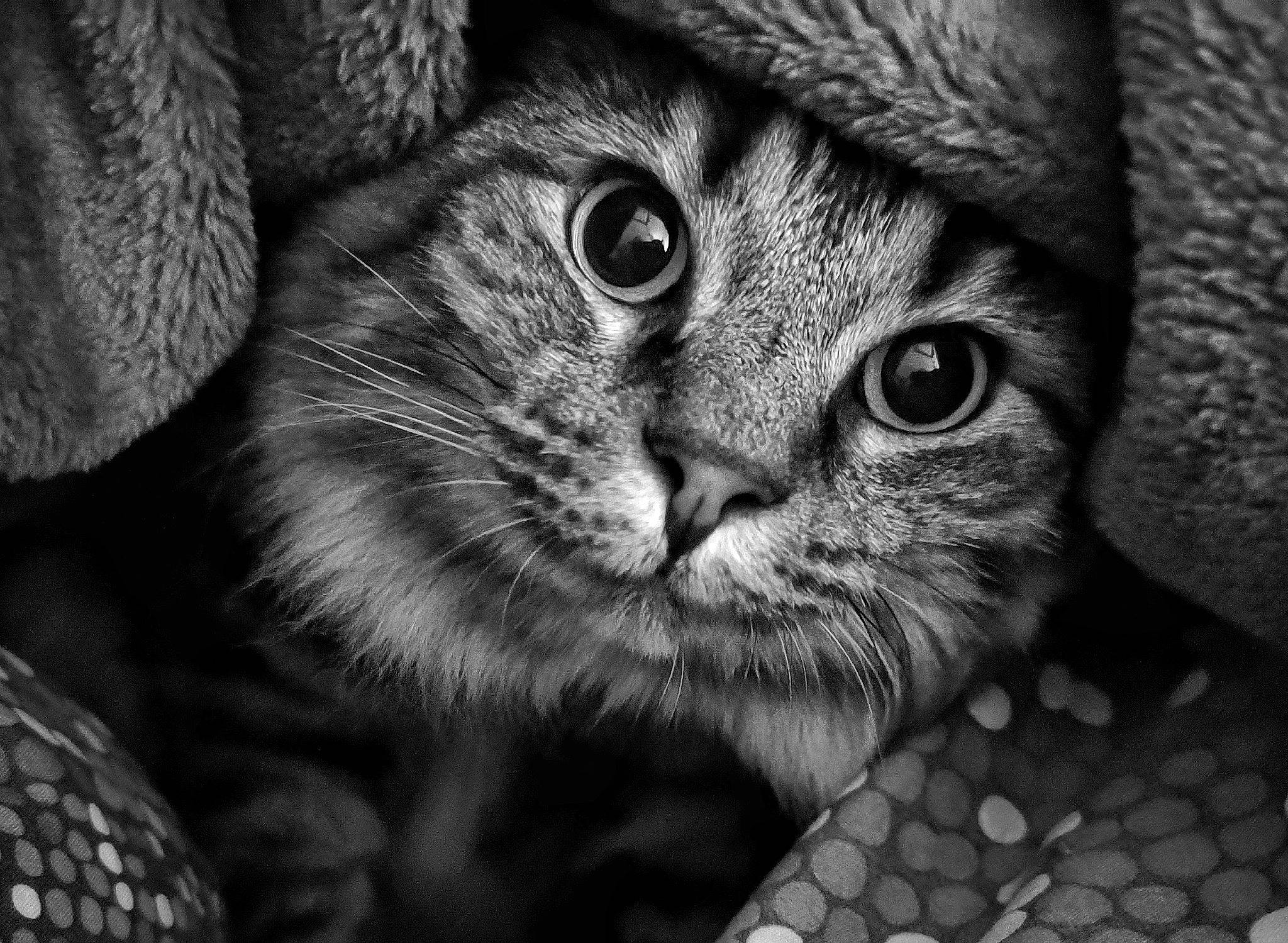 Bébé a rejoint le concours — aidez-le/la à gagner de superbes lots ! black, black_and_white, carnivore, cat, close_up, domestic_short_haired_cat, felidae, fur, grey, mammal, monochrome, monochrome_photography, pattern, small_to_medium_sized_cats, snout, stock_photography, style, terrestrial_animal, whiskers, wildlife